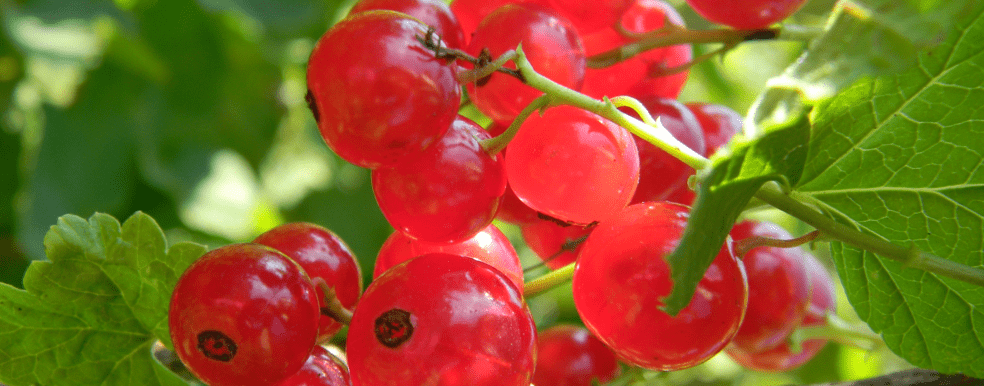 Proprietatile fructelor de afin rosu si plantarea arbustilor de merisor