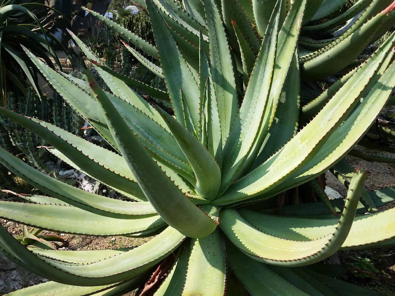 Алоэ в природе. Алоэ столетник. Алоэ древовидное (Aloe arborescens).