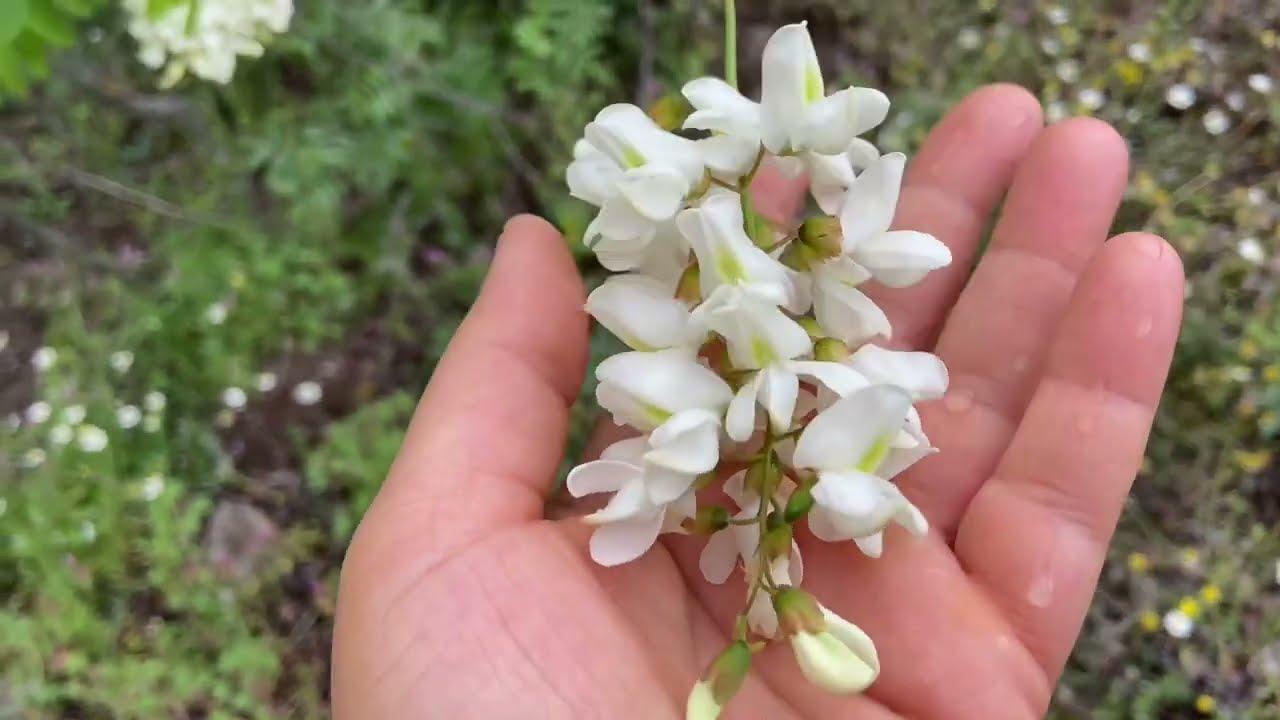 Pot fi folosite florile ca si medicament natural?