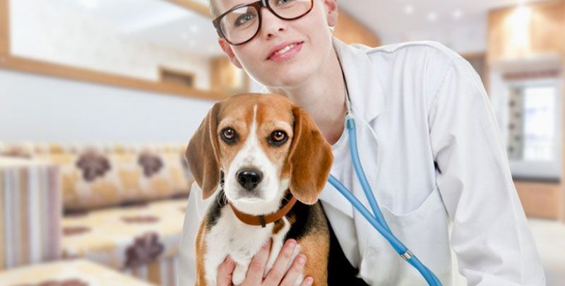 Ghidul cumparatorilor pentru stetoscoapele veterinare
