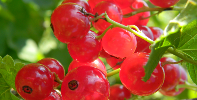 Proprietatile fructelor de afin rosu si plantarea arbustilor de merisor